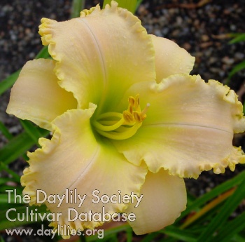 Daylily Angels Realm